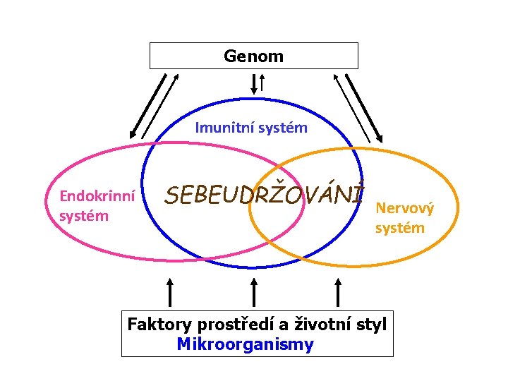 Genom Imunitní systém Endokrinní systém SEBEUDRŽOVÁNÍ Nervový systém Faktory prostředí a životní styl Mikroorganismy