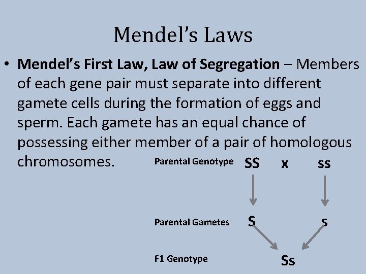 Mendel’s Laws • Mendel’s First Law, Law of Segregation – Members of each gene