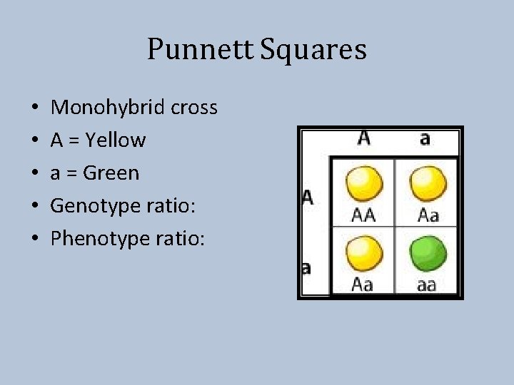 Punnett Squares • • • Monohybrid cross A = Yellow a = Green Genotype