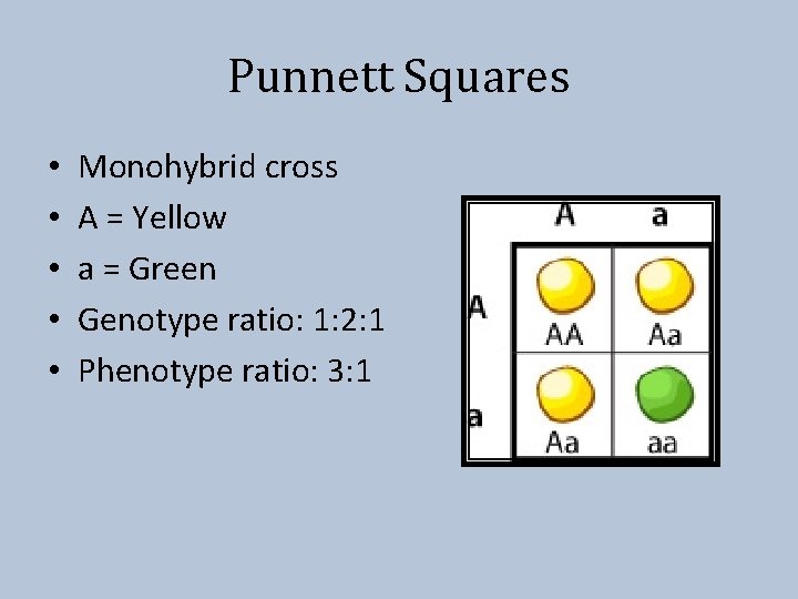 Punnett Squares • • • Monohybrid cross A = Yellow a = Green Genotype