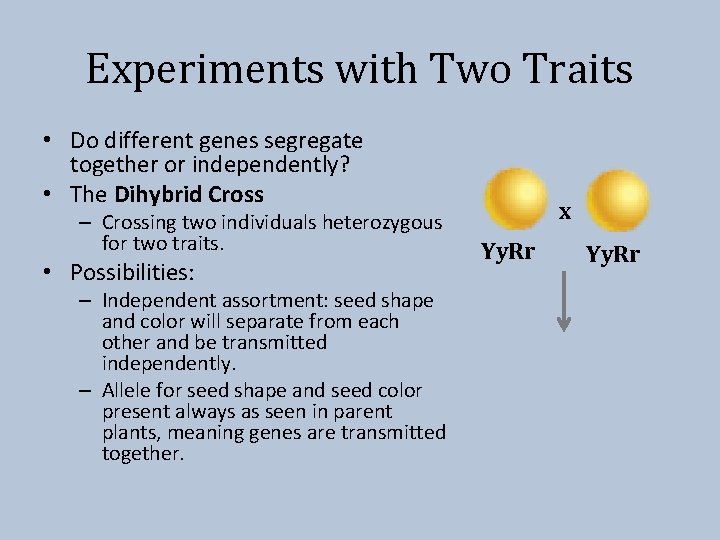 Experiments with Two Traits • Do different genes segregate together or independently? • The