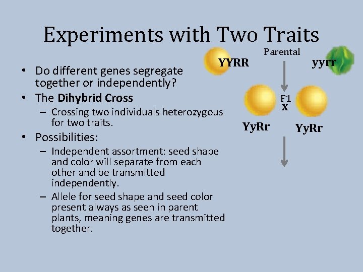 Experiments with Two Traits • Do different genes segregate together or independently? • The