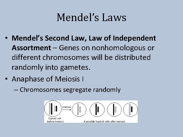 Mendel’s Laws • Mendel’s Second Law, Law of Independent Assortment – Genes on nonhomologous