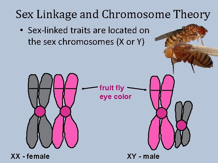 Sex Linkage and Chromosome Theory • Sex-linked traits are located on the sex chromosomes