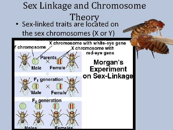 Sex Linkage and Chromosome Theory • Sex-linked traits are located on the sex chromosomes