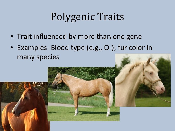 Polygenic Traits • Trait influenced by more than one gene • Examples: Blood type