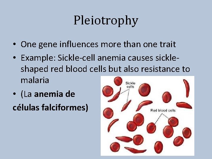 Pleiotrophy • One gene influences more than one trait • Example: Sickle-cell anemia causes