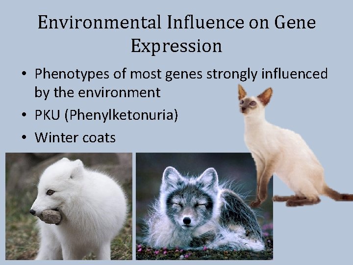 Environmental Influence on Gene Expression • Phenotypes of most genes strongly influenced by the