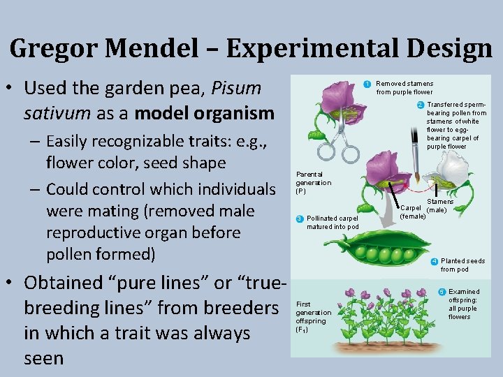 Gregor Mendel – Experimental Design • Used the garden pea, Pisum sativum as a