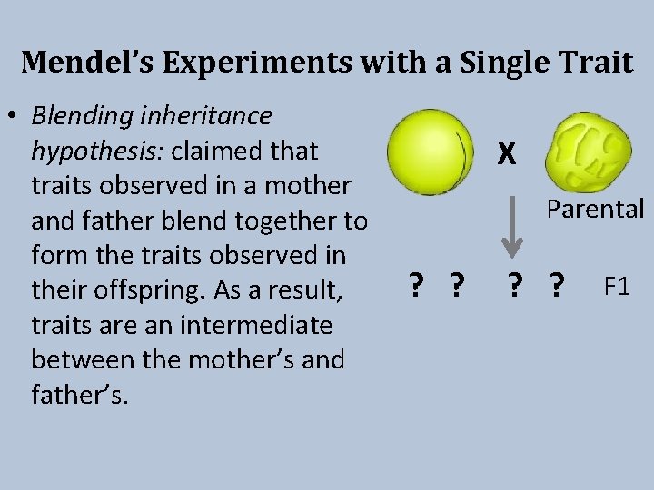 Mendel’s Experiments with a Single Trait • Blending inheritance hypothesis: claimed that traits observed