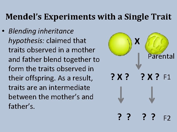 Mendel’s Experiments with a Single Trait • Blending inheritance hypothesis: claimed that traits observed