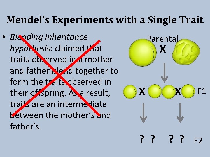 Mendel’s Experiments with a Single Trait • Blending inheritance hypothesis: claimed that traits observed