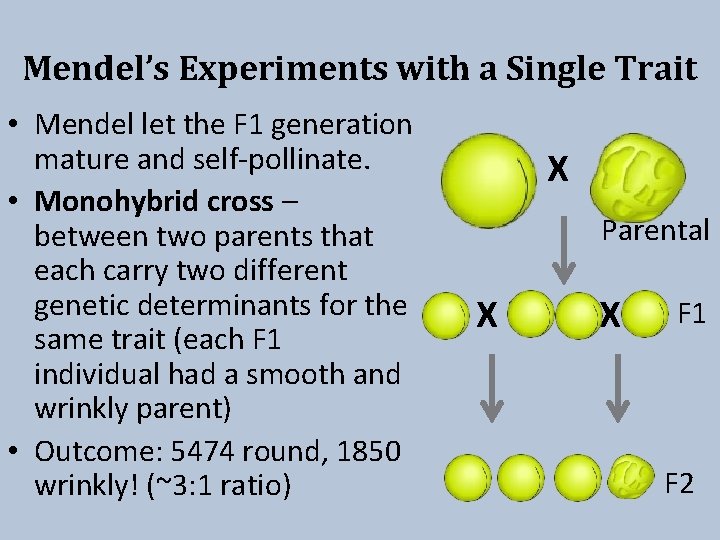 Mendel’s Experiments with a Single Trait • Mendel let the F 1 generation mature