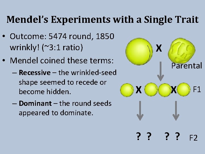 Mendel’s Experiments with a Single Trait • Outcome: 5474 round, 1850 wrinkly! (~3: 1