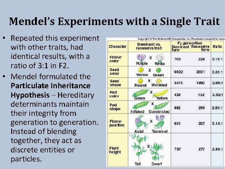 Mendel’s Experiments with a Single Trait • Repeated this experiment with other traits, had