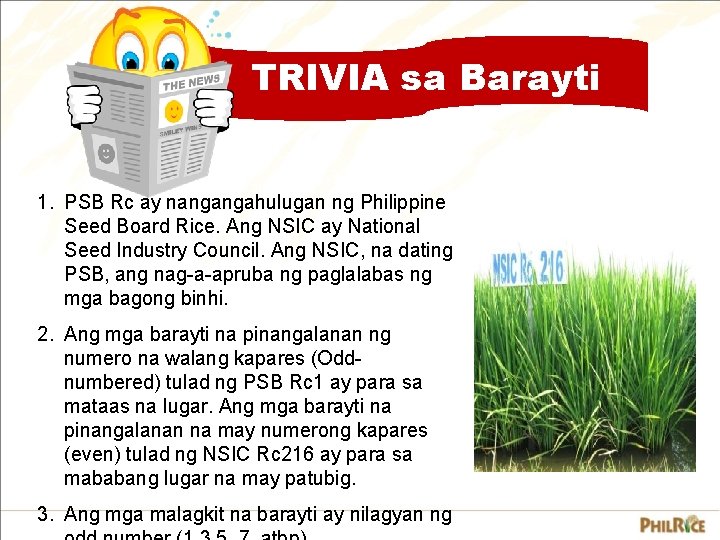 TRIVIA sa Barayti 1. PSB Rc ay nangangahulugan ng Philippine Seed Board Rice. Ang