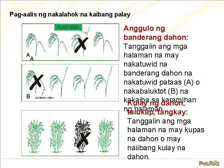 Pag-aalis ng nakalahok na kaibang palay FLAG LEAF A B A Anggulo ng banderang Pag-aalis ng nakalahok na kaibang palay FLAG LEAF A B A Anggulo ng banderang