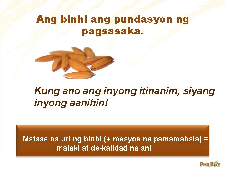 Ang binhi ang pundasyon ng pagsasaka. Kung ano ang inyong itinanim, siyang inyong aanihin! Ang binhi ang pundasyon ng pagsasaka. Kung ano ang inyong itinanim, siyang inyong aanihin!