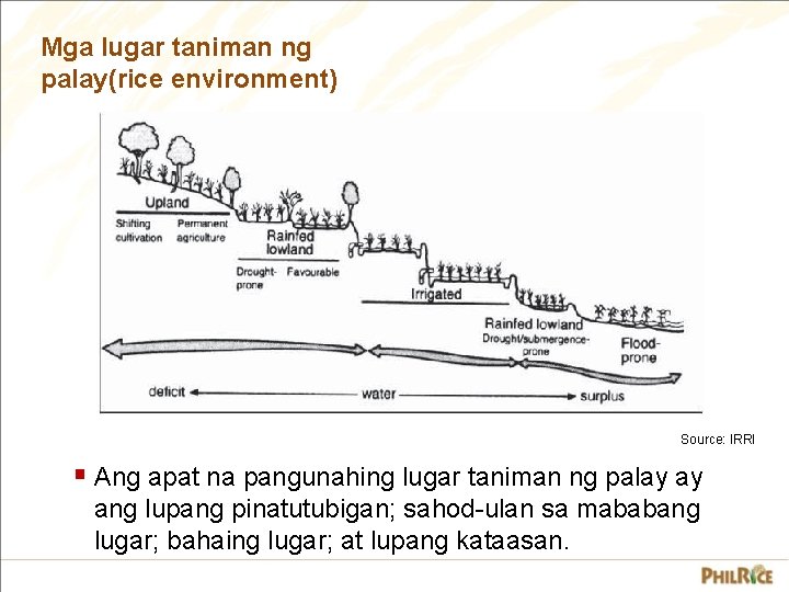 Mga lugar taniman ng palay(rice environment) Source: IRRI § Ang apat na pangunahing lugar