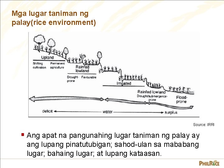 Mga lugar taniman ng palay(rice environment) Source: IRRI § Ang apat na pangunahing lugar Mga lugar taniman ng palay(rice environment) Source: IRRI § Ang apat na pangunahing lugar
