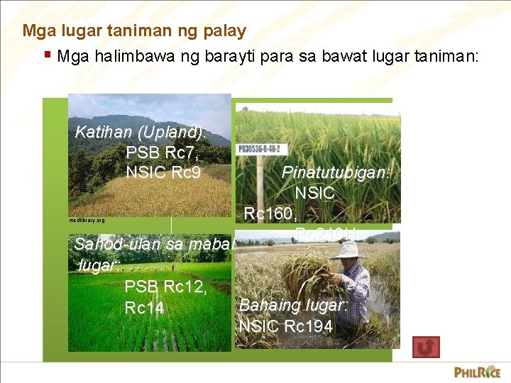 Mga lugar taniman ng palay § Mga halimbawa ng barayti para sa bawat lugar