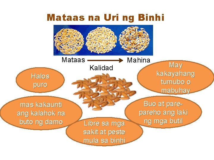 Mataas na Uri ng Binhi Mataas Kalidad Halos puro mas kakaunti ang kalahok na Mataas na Uri ng Binhi Mataas Kalidad Halos puro mas kakaunti ang kalahok na
