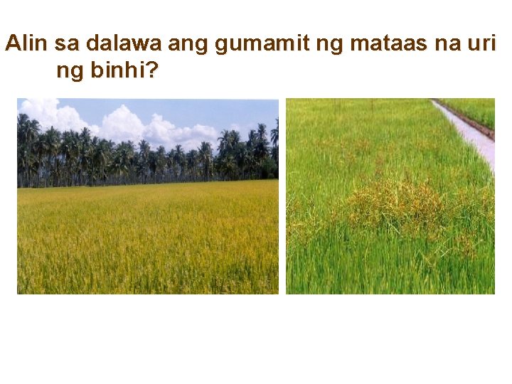 Alin sa dalawa ang gumamit ng mataas na uri ng binhi? Alin sa dalawa ang gumamit ng mataas na uri ng binhi?