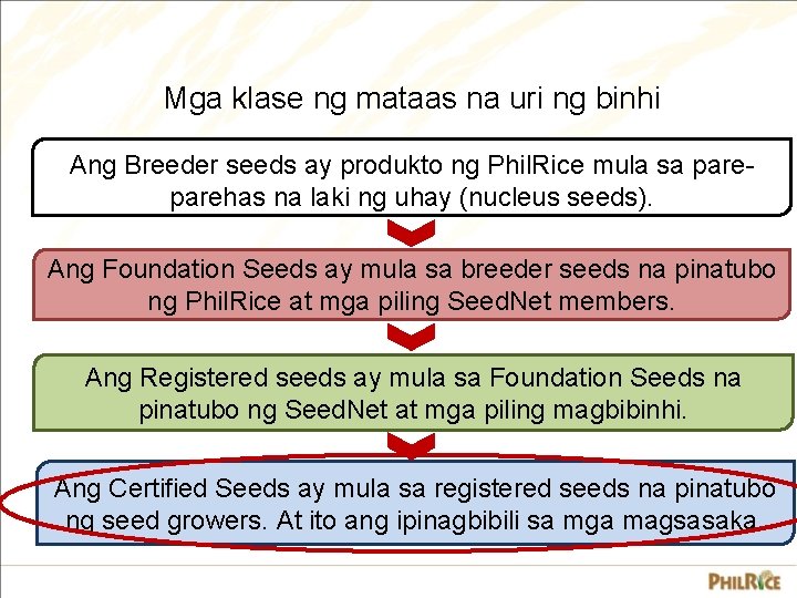 Mga klase ng mataas na uri ng binhi Ang Breeder seeds ay produkto ng Mga klase ng mataas na uri ng binhi Ang Breeder seeds ay produkto ng