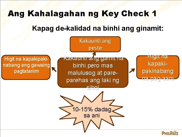 Ang Kahalagahan ng Key Check 1 Kapag de-kalidad na binhi ang ginamit: Kakaunti ang