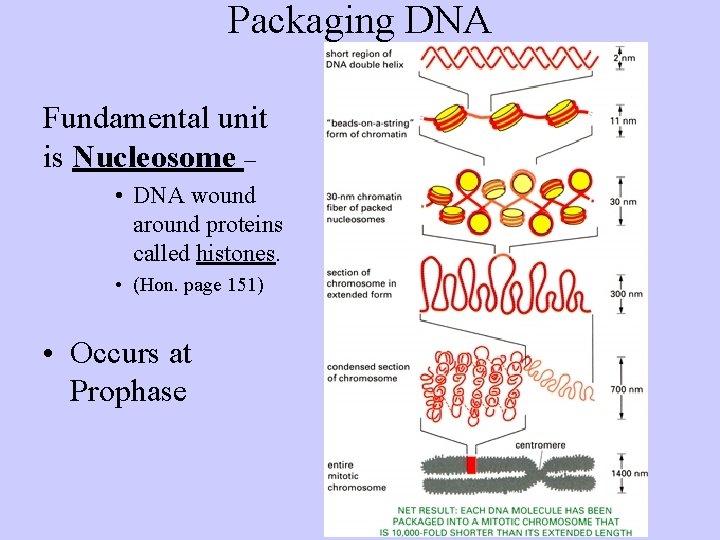 Packaging DNA Fundamental unit is Nucleosome – • DNA wound around proteins called histones.