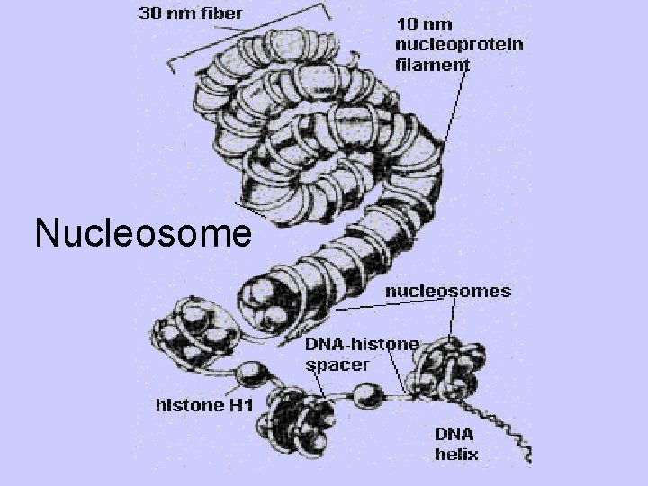 Nucleosome 