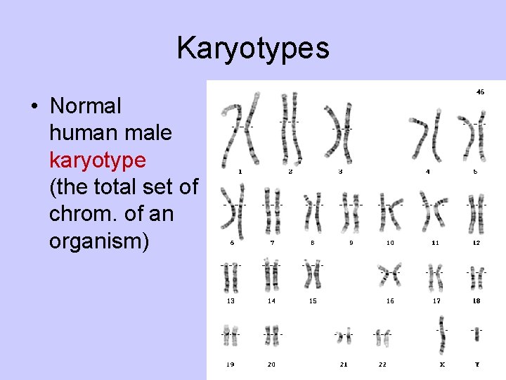 Karyotypes • Normal human male karyotype (the total set of chrom. of an organism)