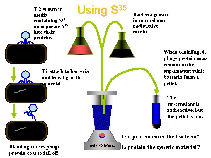 T 2 grown in media containing S 35 incorporate S 35 into their proteins