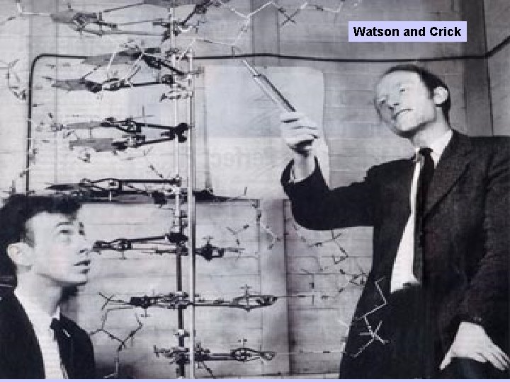 Watson and Crick 