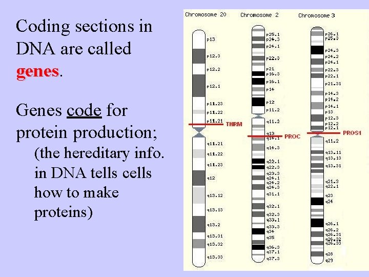 Coding sections in DNA are called genes Genes code for protein production; (the hereditary