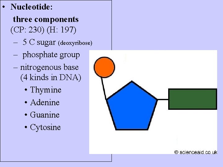 • Nucleotide: three components (CP: 230) (H: 197) – 5 C sugar (deoxyribose)