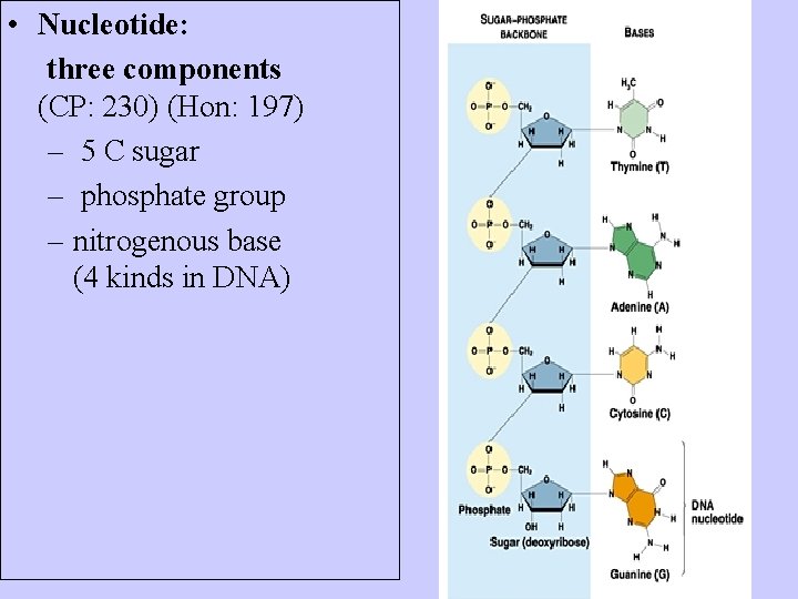  • Nucleotide: three components (CP: 230) (Hon: 197) – 5 C sugar –