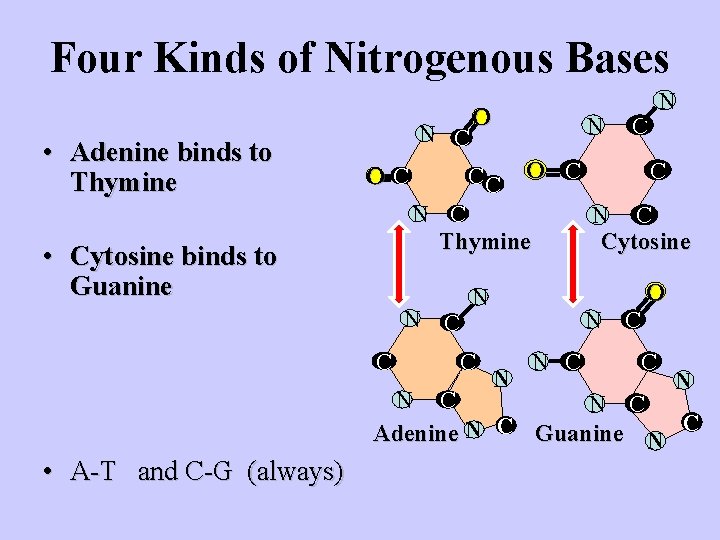 Four Kinds of Nitrogenous Bases • Adenine binds to Thymine N C OC O