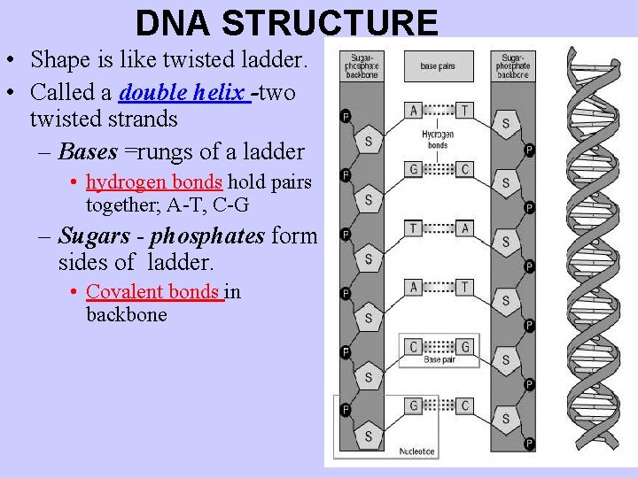 DNA STRUCTURE • Shape is like twisted ladder. • Called a double helix -two