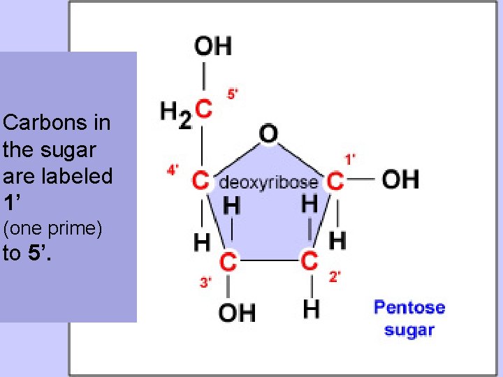 Carbons in the sugar are labeled 1’ (one prime) to 5’. 