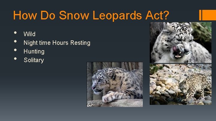 How Do Snow Leopards Act? • • Wild Night time Hours Resting Hunting Solitary