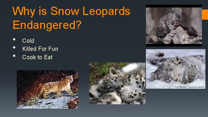 Why is Snow Leopards Endangered? • • • Cold Killed For Fun Cook to