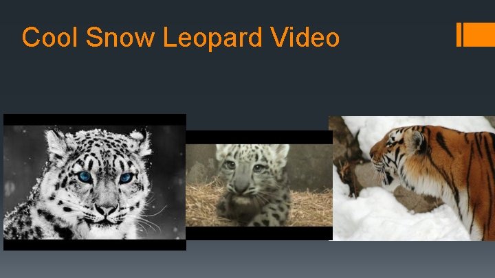 Cool Snow Leopard Video 