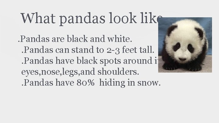 What pandas look like. Pandas are black and white. . Pandas can stand to