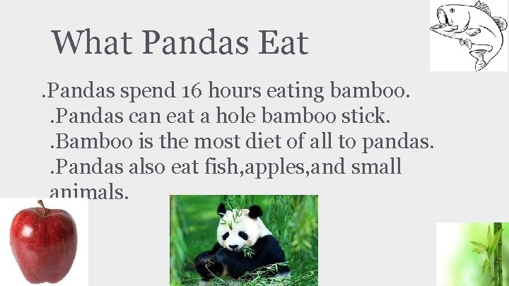 What Pandas Eat. Pandas spend 16 hours eating bamboo. . Pandas can eat a