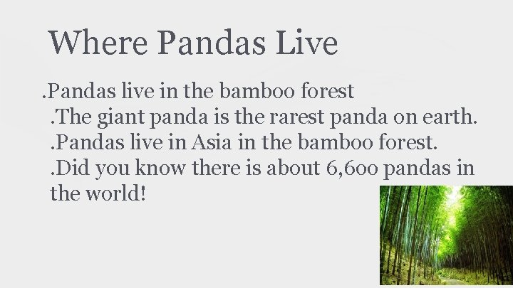 Where Pandas Live. Pandas live in the bamboo forest. The giant panda is the