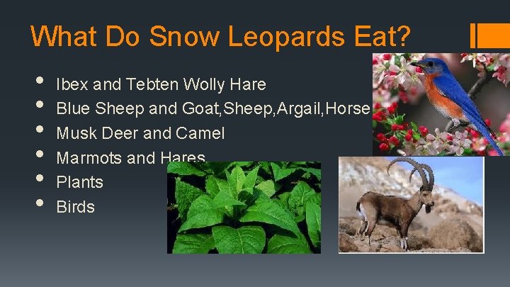 What Do Snow Leopards Eat? • • • Ibex and Tebten Wolly Hare Blue