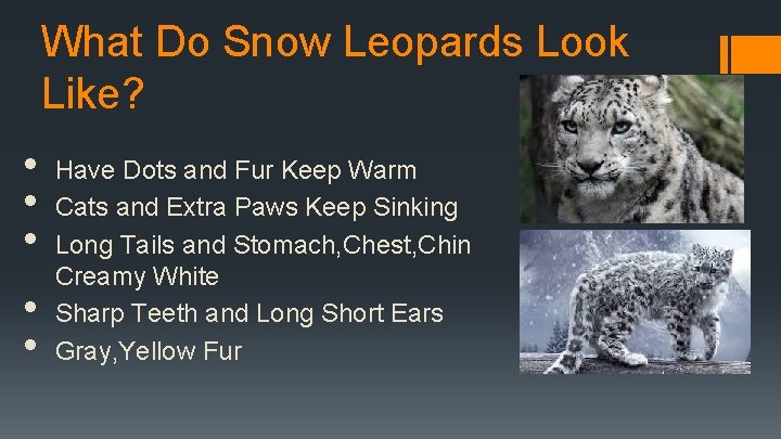 What Do Snow Leopards Look Like? • • • Have Dots and Fur Keep