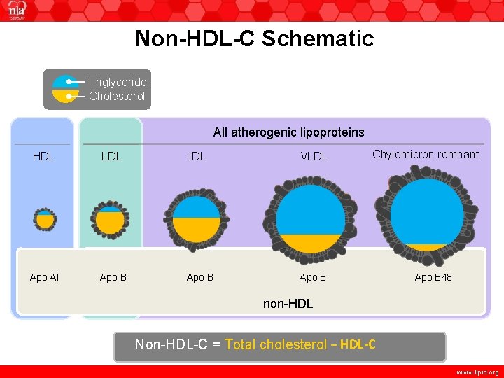 Non-HDL-C Schematic Triglyceride Cholesterol All atherogenic lipoproteins HDL LDL IDL VLDL Apo AI Apo