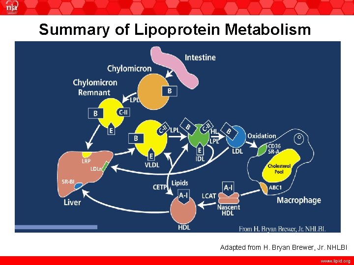 Summary of Lipoprotein Metabolism Adapted from H. Bryan Brewer, Jr. NHLBI www. lipid. org
